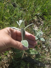 Stachys cretica