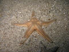 Astropecten platyacanthus