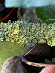 Xanthoria parietina