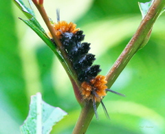 Turuptiana obliqua