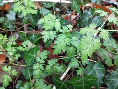 Anthriscus sylvestris