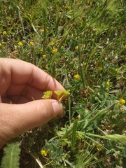 Valerianella muricata