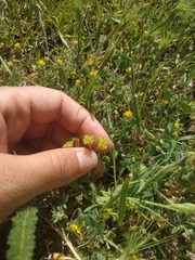 Valerianella muricata
