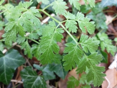 Anthriscus sylvestris