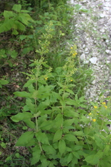 Lysimachia verticillaris