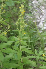 Lysimachia verticillaris