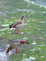 Alopochen aegyptiaca