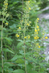 Lysimachia verticillaris
