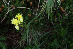 Erysimum sylvestre