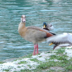 Alopochen aegyptiaca