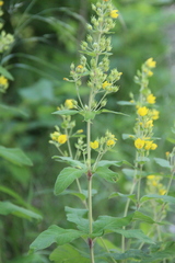 Lysimachia verticillaris