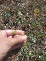 Valerianella coronata
