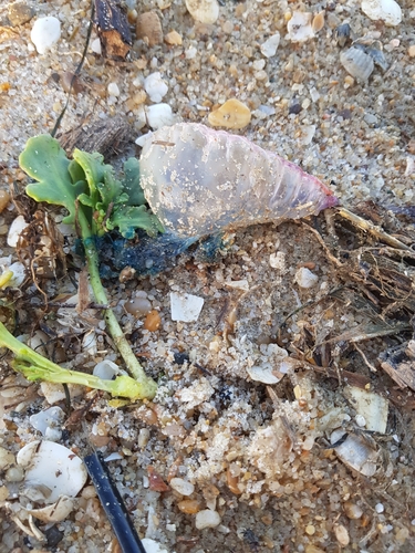 photo of Portuguese Man O' War (Physalia physalis)