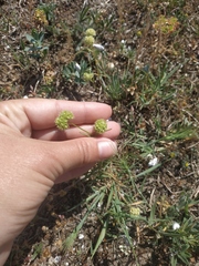 Valerianella coronata