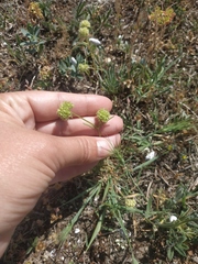 Valerianella coronata