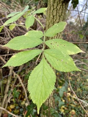 Sambucus nigra