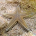 Astropecten platyacanthus - Photo (c) Roberto Pillon, some rights reserved (CC BY-NC), uploaded by Roberto Pillon