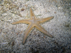 Astropecten platyacanthus