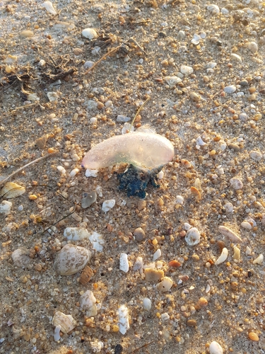 photo of Portuguese Man O' War (Physalia physalis)