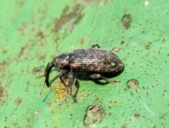 Dorytomus taeniatus