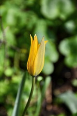 Tulipa sylvestris biebersteiniana