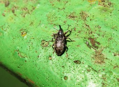 Dorytomus taeniatus