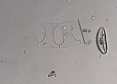 Eucampia