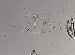 Eucampia