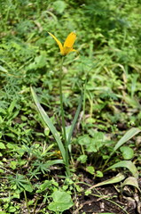 Tulipa sylvestris biebersteiniana