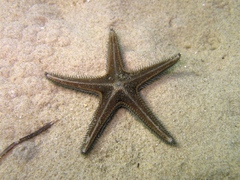 Astropecten spinulosus
