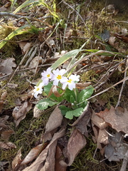 Primula vulgaris rubra