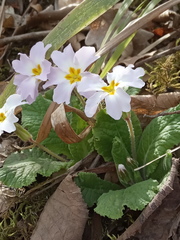 Primula vulgaris rubra