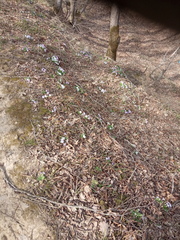 Primula vulgaris rubra