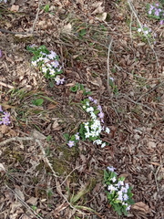 Primula vulgaris rubra