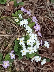 Primula vulgaris rubra