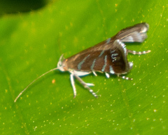 Strobisia proserpinella