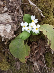 Primula vulgaris rubra