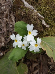 Primula vulgaris rubra
