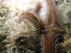 Astropecten spinulosus