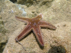 Astropecten spinulosus