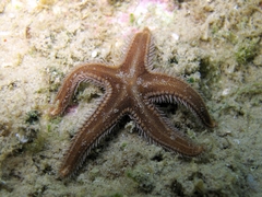 Astropecten spinulosus