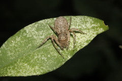Hamataliwa grisea