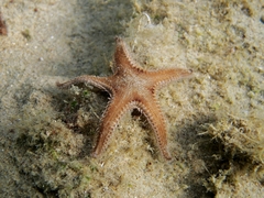 Astropecten spinulosus