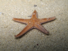Astropecten spinulosus