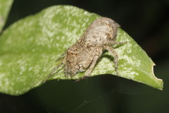 Hamataliwa grisea
