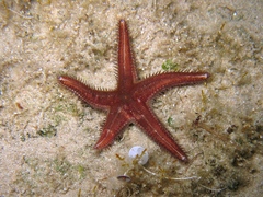 Astropecten spinulosus