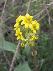 Ligularia alpigena