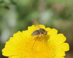 Bombylisoma