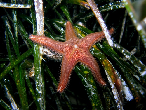 Astropecten spinulosus · iNaturalist