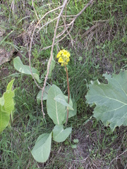 Ligularia alpigena